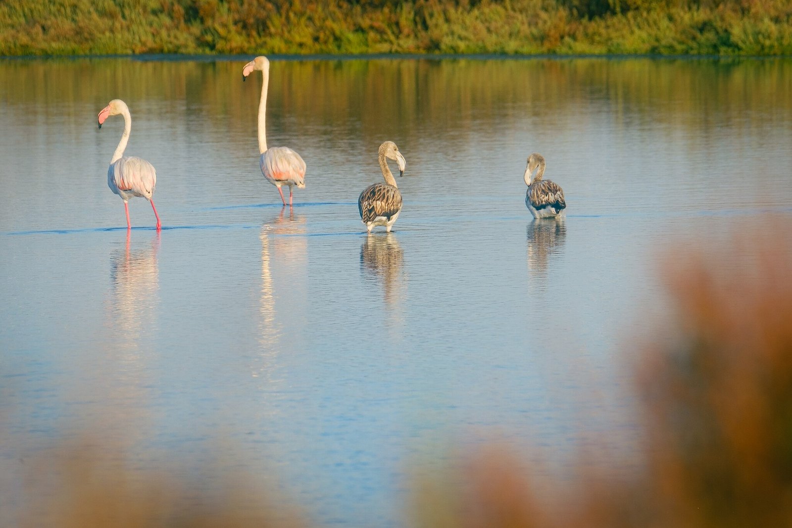 Flamingos na Ria Formosa ao amanhecer
